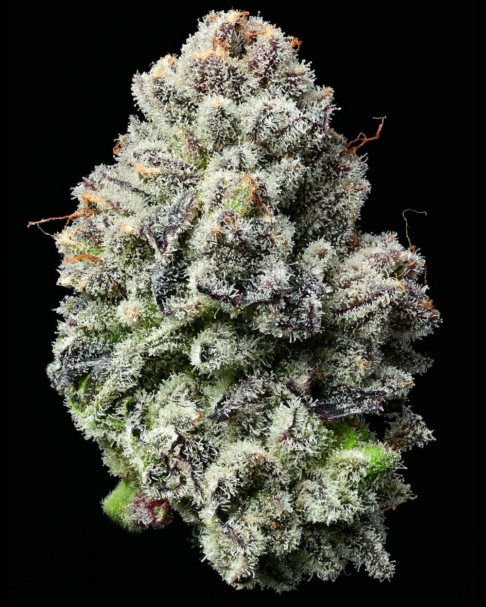 Lemon Cherry Gelato Feminisiert Backpack Boyz California X Barney's Farm