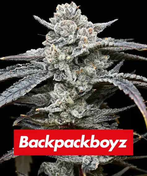 Lemon Cherry Gelato Feminisiert Backpack Boyz California X Barney's Farm