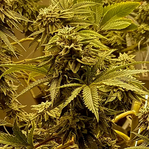 Lemon Tree x Zkittlez Feminisiert Bubbatz Seeds