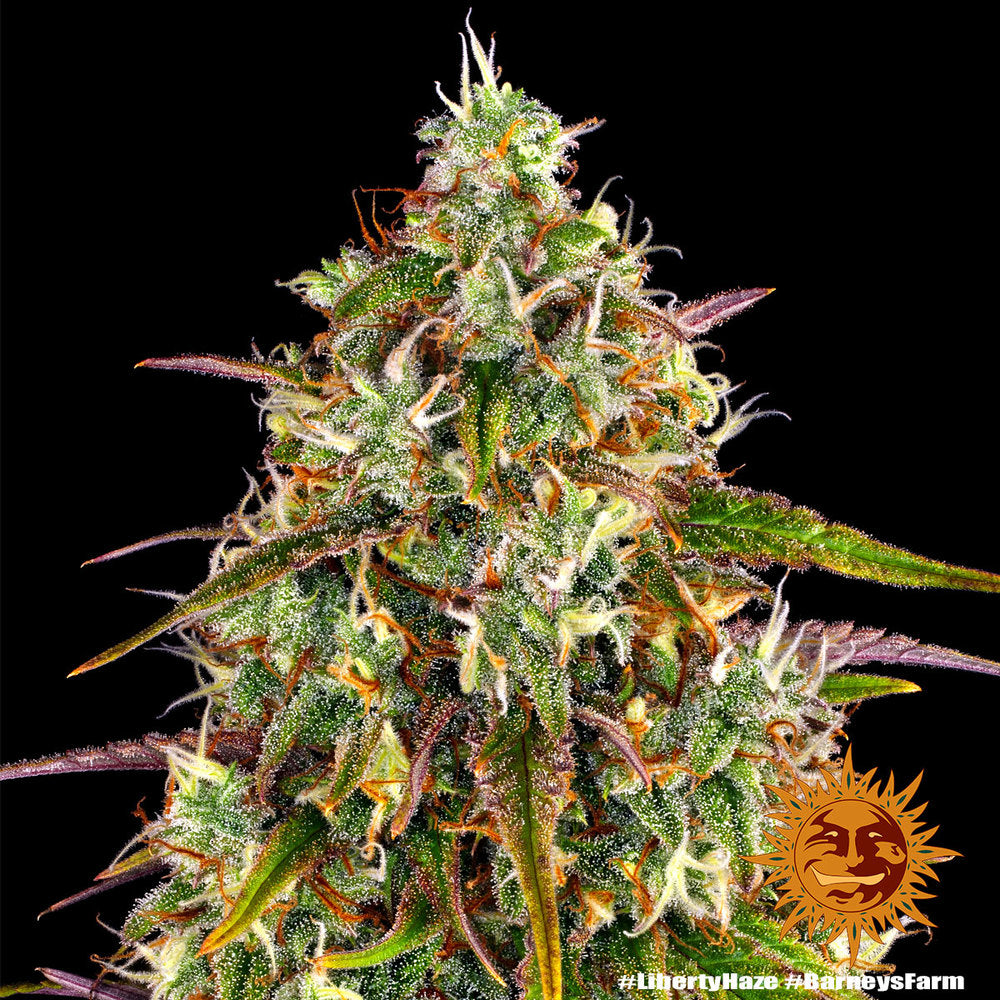 Liberty Haze Feminisiert Barney's Farm