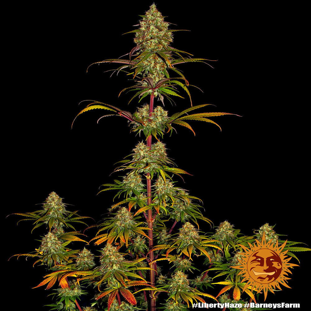 Liberty Haze Feminisiert Barney's Farm