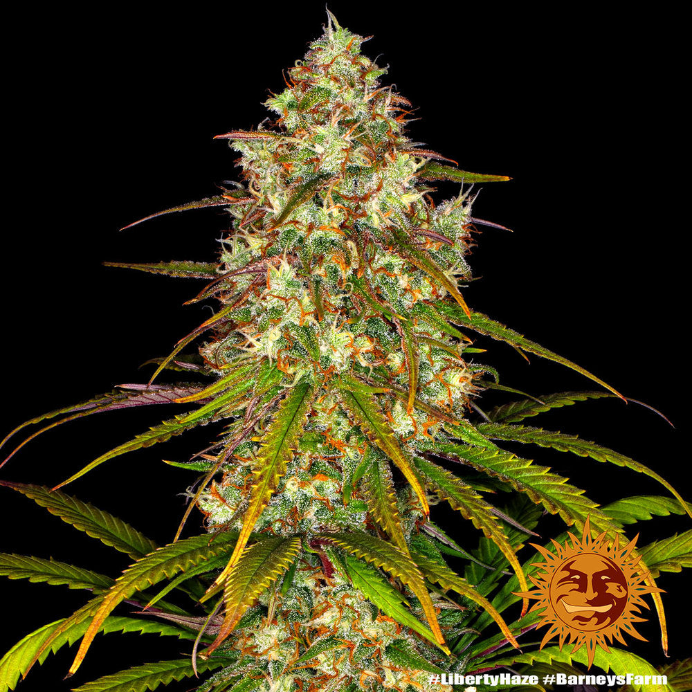 Liberty Haze Feminisiert Barney's Farm