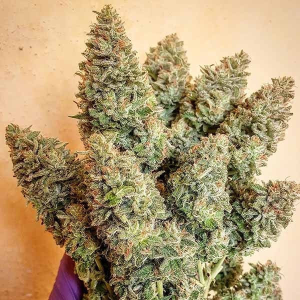 Lord Kush ® Feminisiert Delicious Seeds