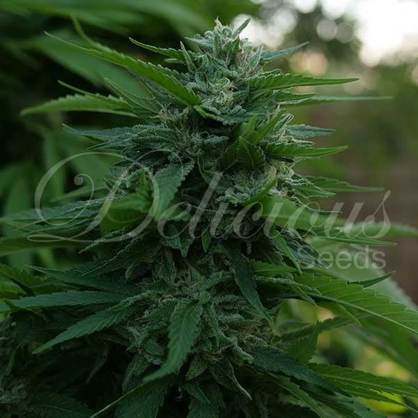 Lord Kush ® Feminisiert Delicious Seeds