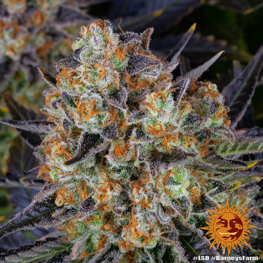 LSD Feminisiert Barney's Farm