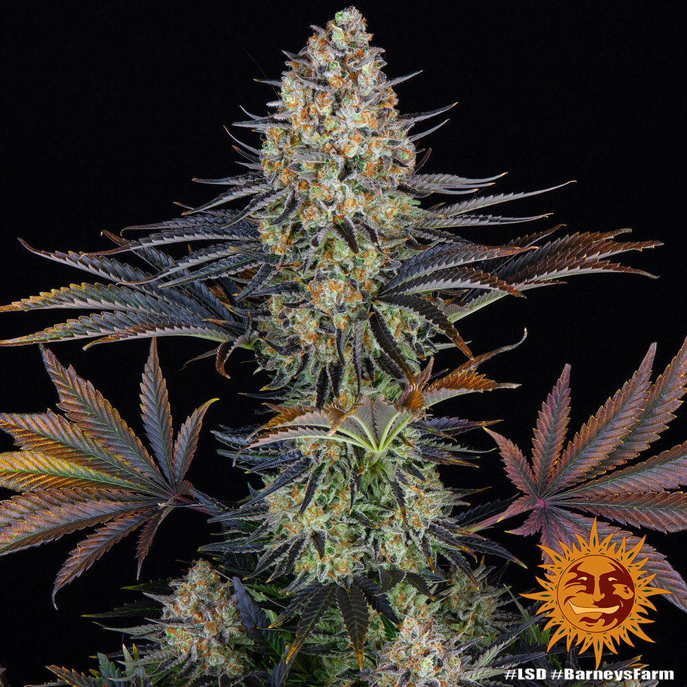 LSD Feminisiert Barney's Farm