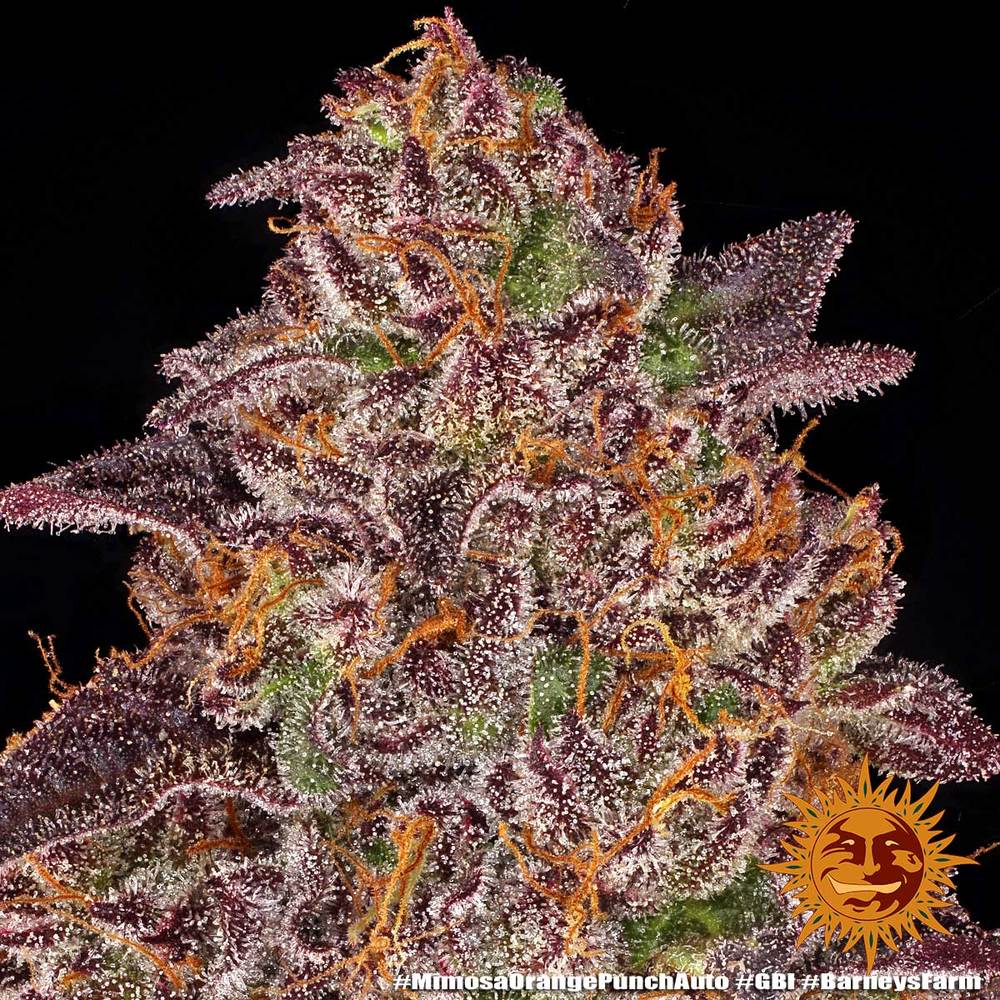 Auto Mimosa x Orange Punch (Feminisiert) Barney's Farm