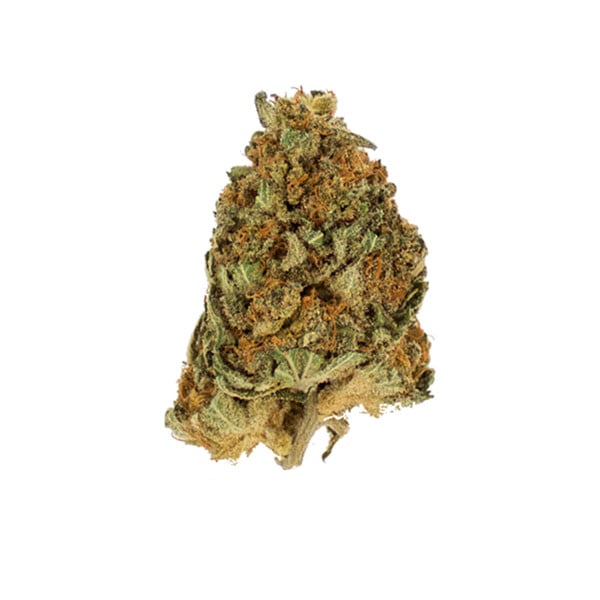 Northern Light Feminisiert Royal Queen Seeds