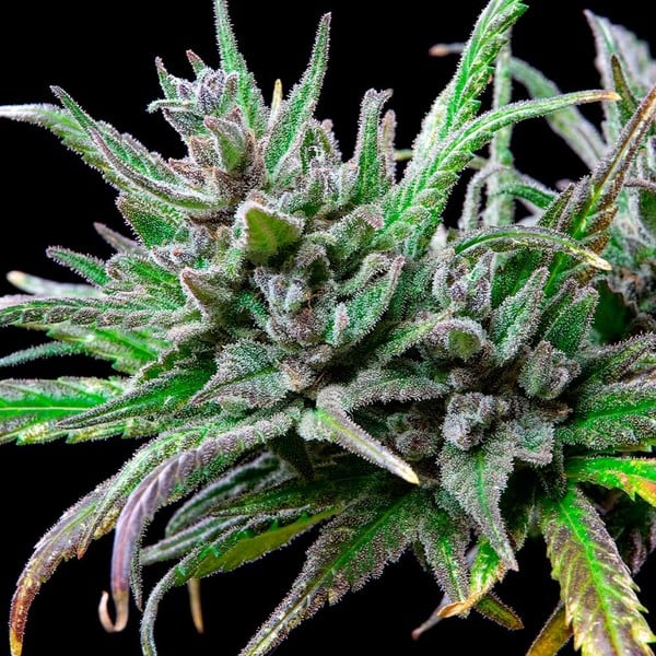 Northern Light Feminisiert Royal Queen Seeds