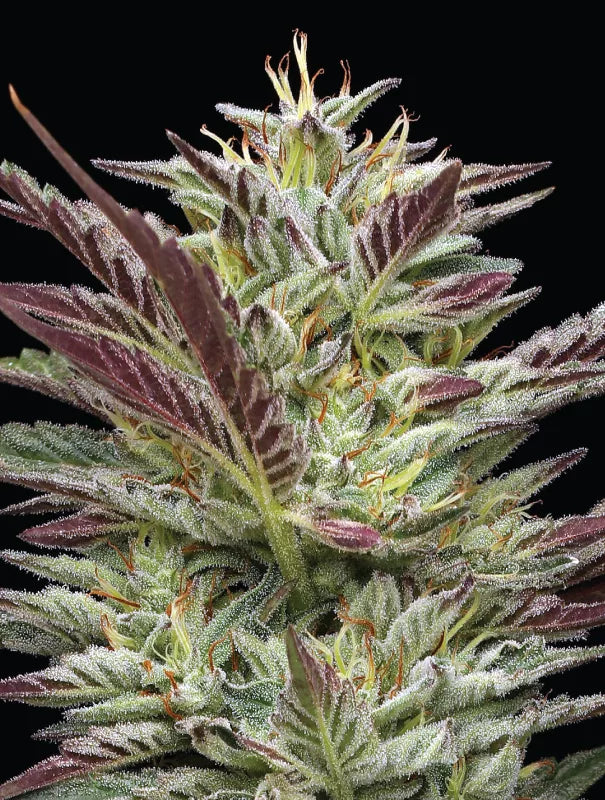 Notorious THC Feminisiert Humboldt Seed Company