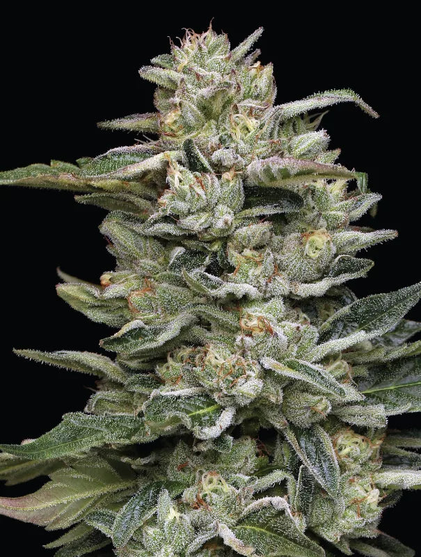 Nutter Budder Feminisiert Humboldt Seed Company