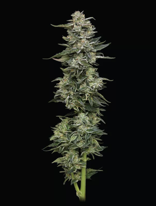Nutter Budder Feminisiert Humboldt Seed Company