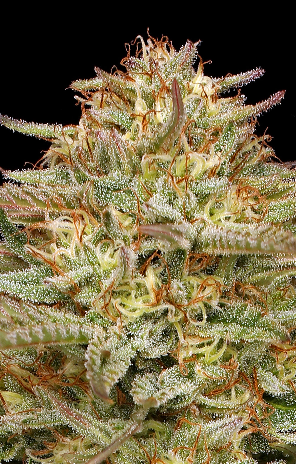 Orange Creampop Feminisiert Humboldt Seed Company