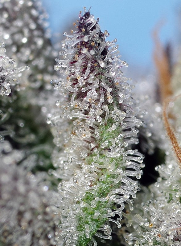 Auto Orange Apricot Glue XL® (Feminisiert) Sweet Seeds
