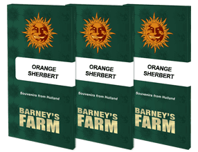 Orange Sherbert Barney's Farm