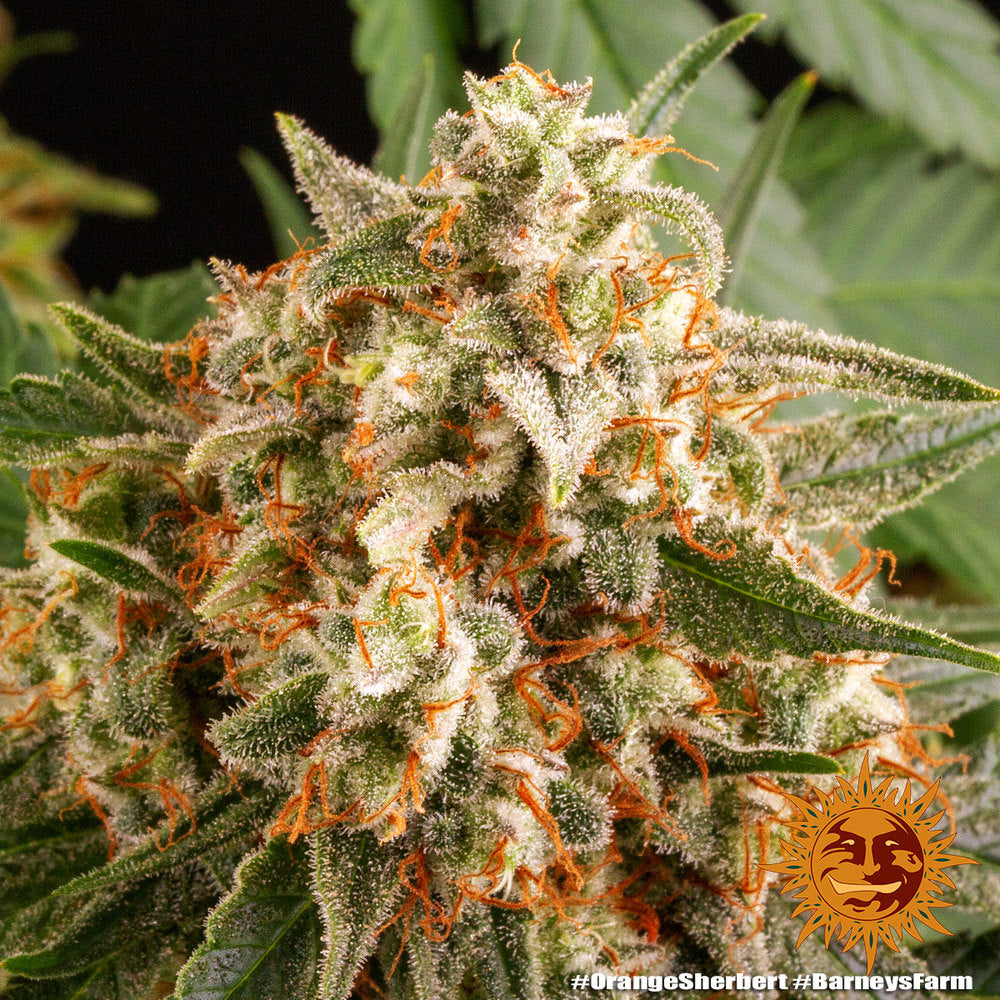 Orange Sherbert Barney's Farm