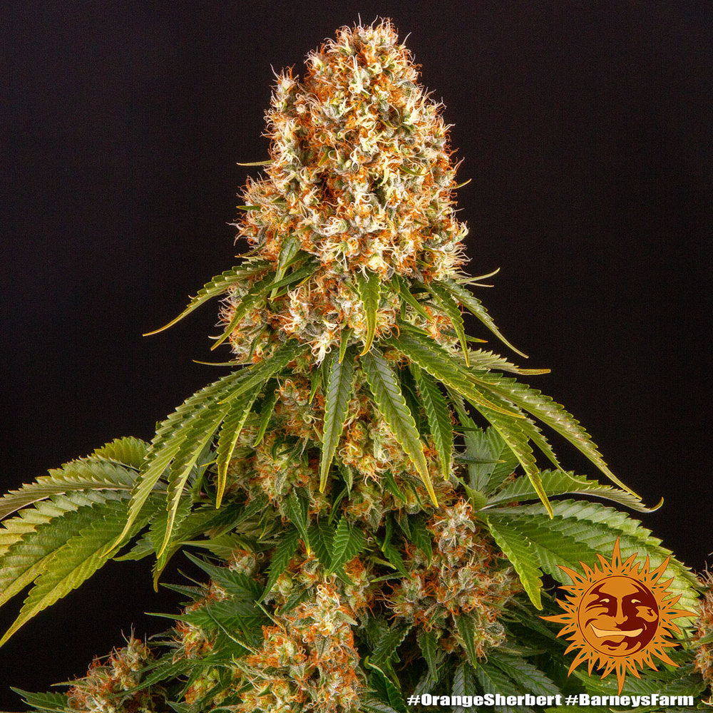 Orange Sherbert Barney's Farm