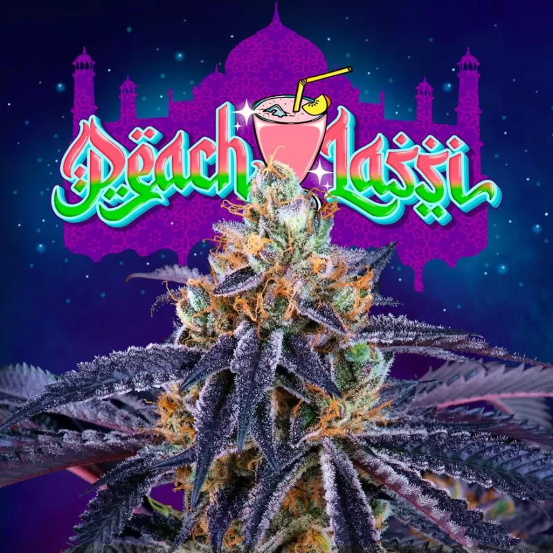 Peach Lassi Feminisiert Perfect Tree Seeds