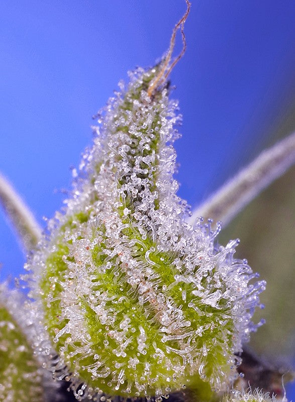 Auto Permanent Jealousy XL® (Feminisiert) Sweet Seeds