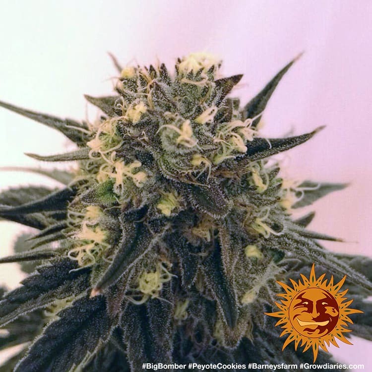 Peyote Cookies Feminisiert Barney's Farm