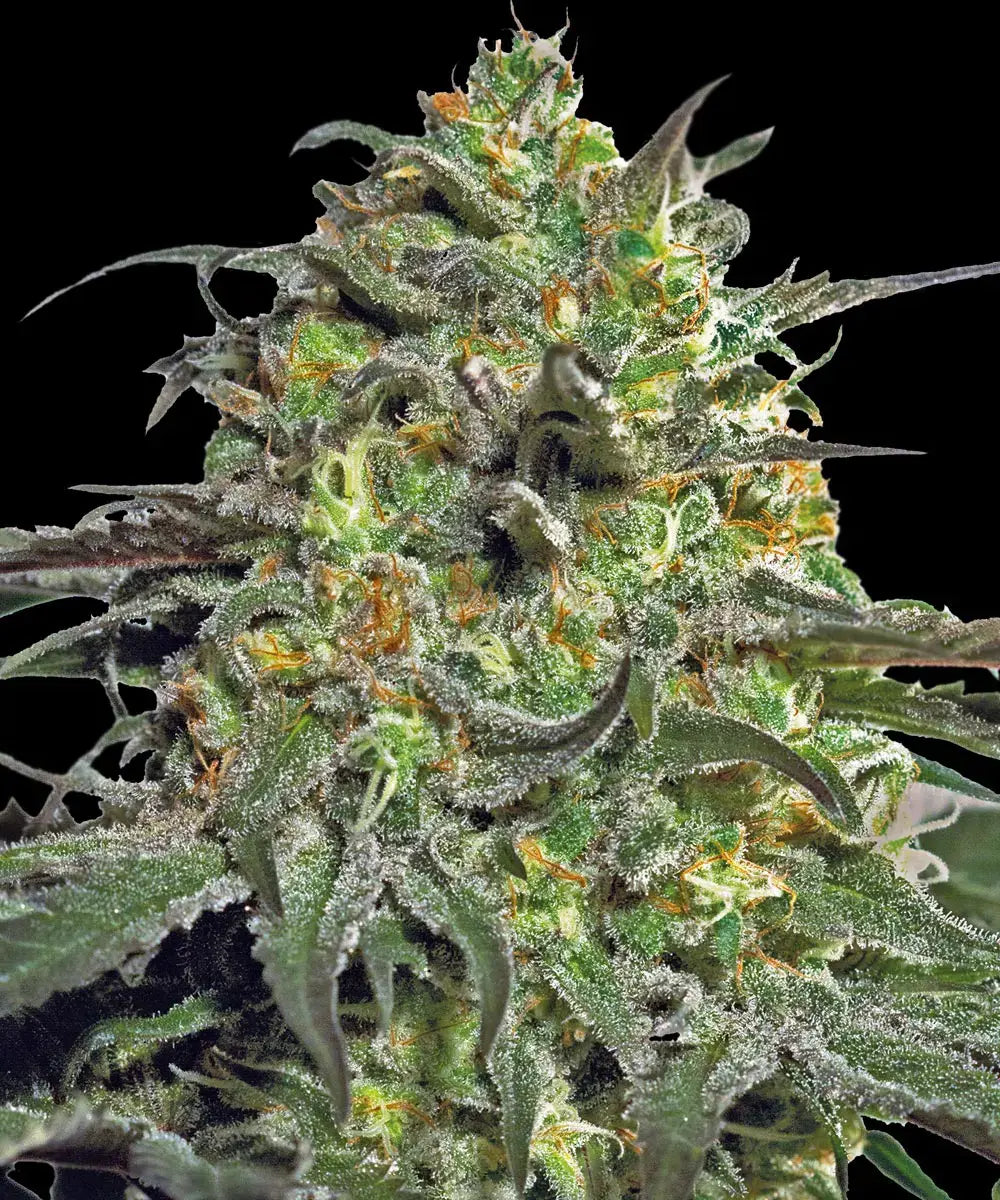 Peyote Cookies Feminisiert Barney's Farm
