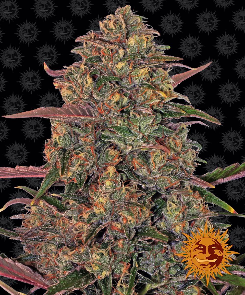 Pineapple Chunk Feminisiert Barney's Farm
