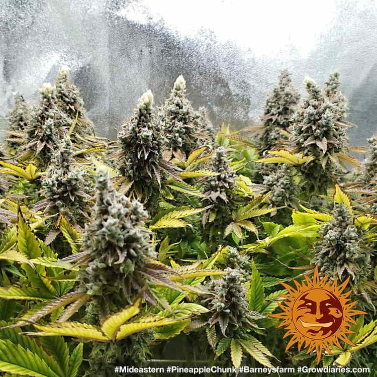 Pineapple Chunk Feminisiert Barney's Farm