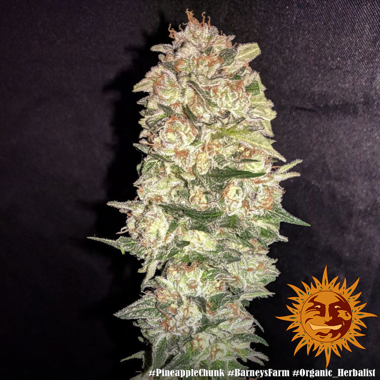 Pineapple Chunk Feminisiert Barney's Farm