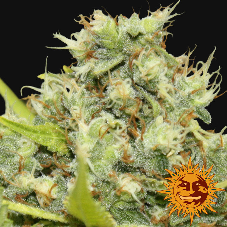 Pineapple Chunk Feminisiert Barney's Farm
