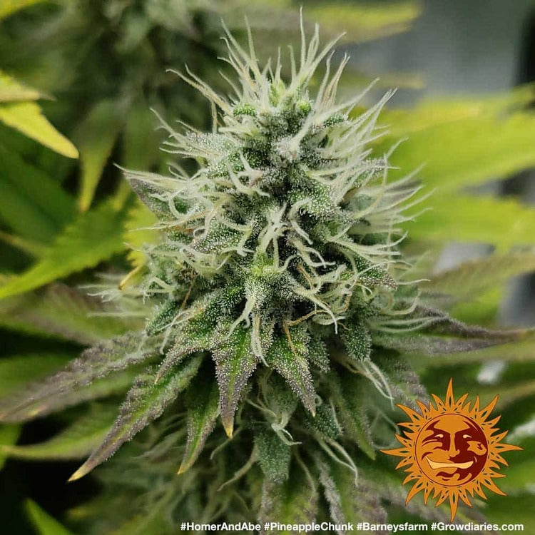 Pineapple Chunk Feminisiert Barney's Farm