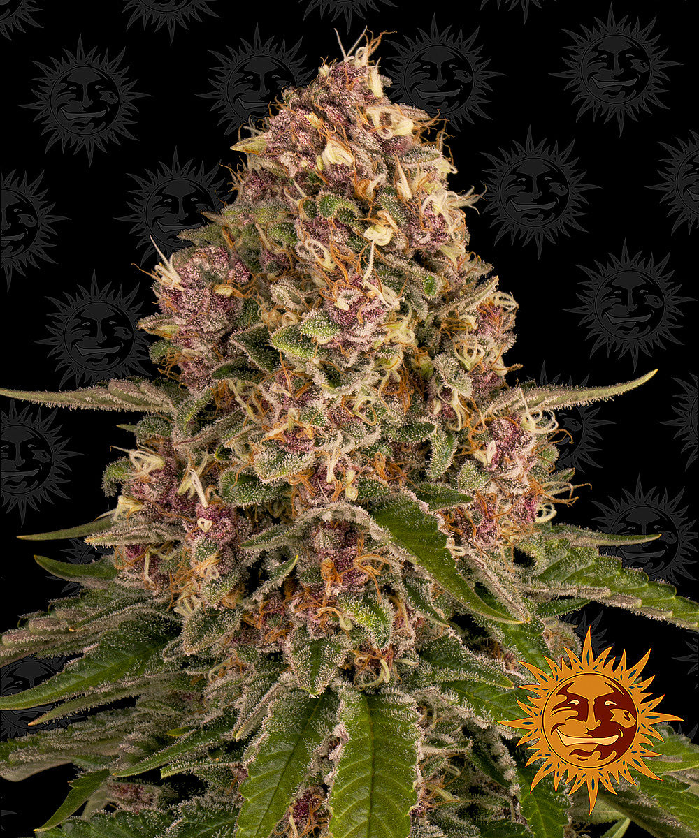 Pink Kush Feminisiert Barney's Farm