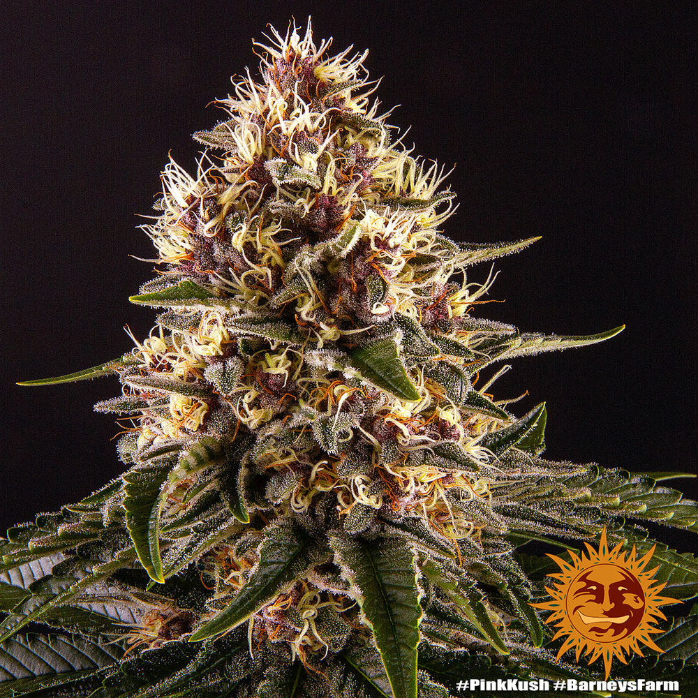 Pink Kush Feminisiert Barney's Farm