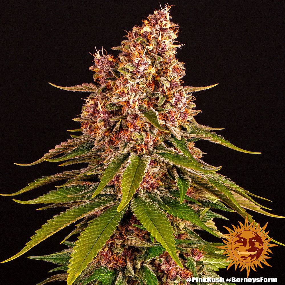 Pink Kush Feminisiert Barney's Farm