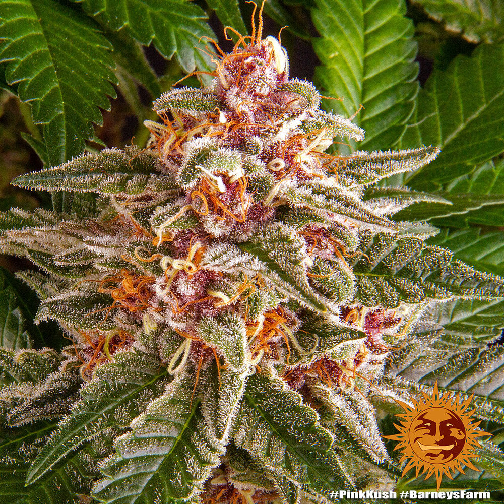Pink Kush Feminisiert Barney's Farm
