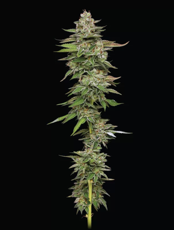 Poddy Mouth Feminisiert Humboldt Seed Company