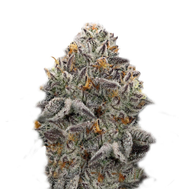 Oreoz Feminisiert Super Strains