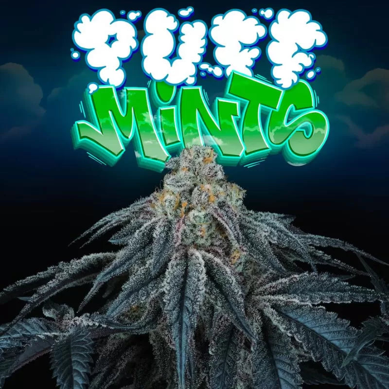 Puff Mints Feminisiert Perfect Tree Seeds
