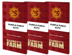 Auto Purple Punch (Feminisiert) Barney's Farm