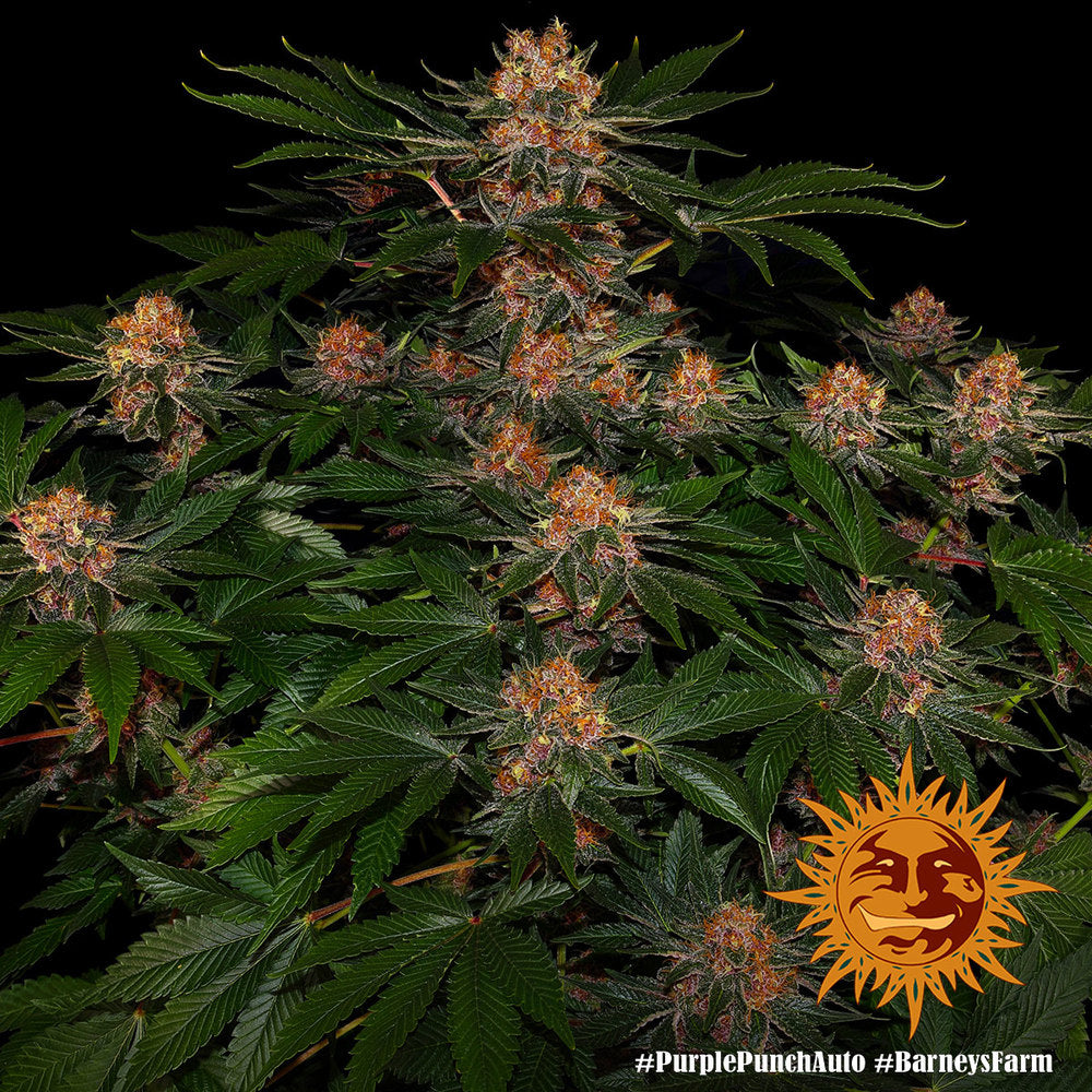 Auto Purple Punch (Feminisiert) Barney's Farm
