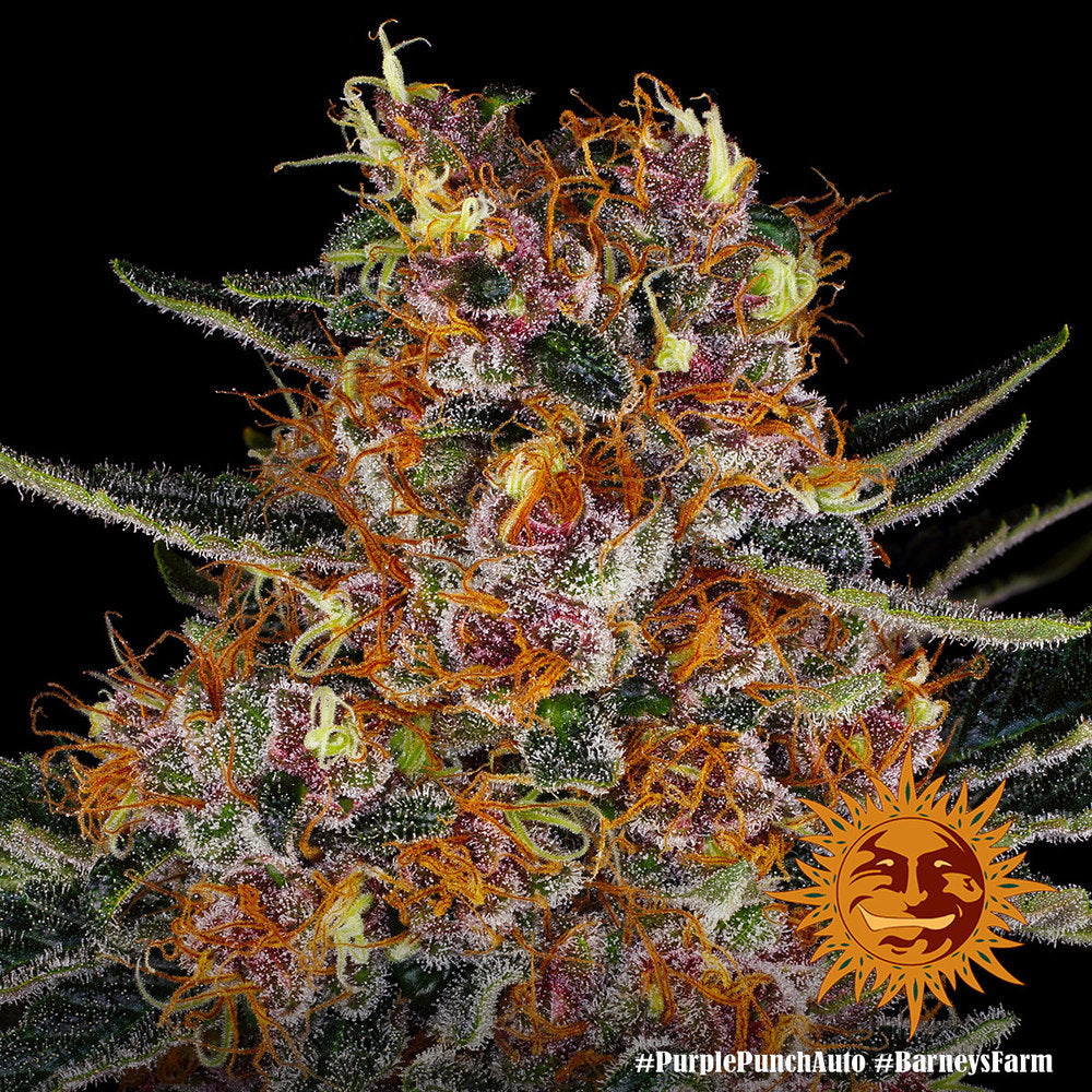 Auto Purple Punch (Feminisiert) Barney's Farm