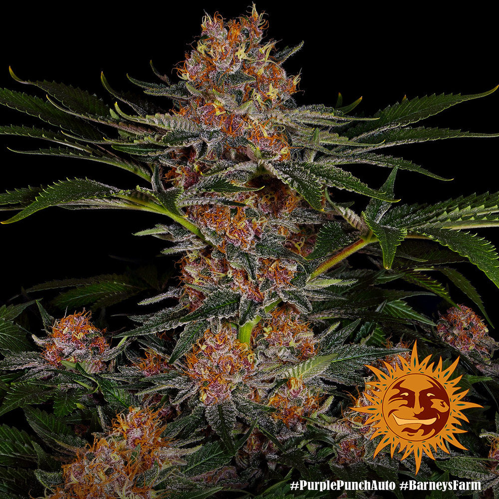 Auto Purple Punch (Feminisiert) Barney's Farm