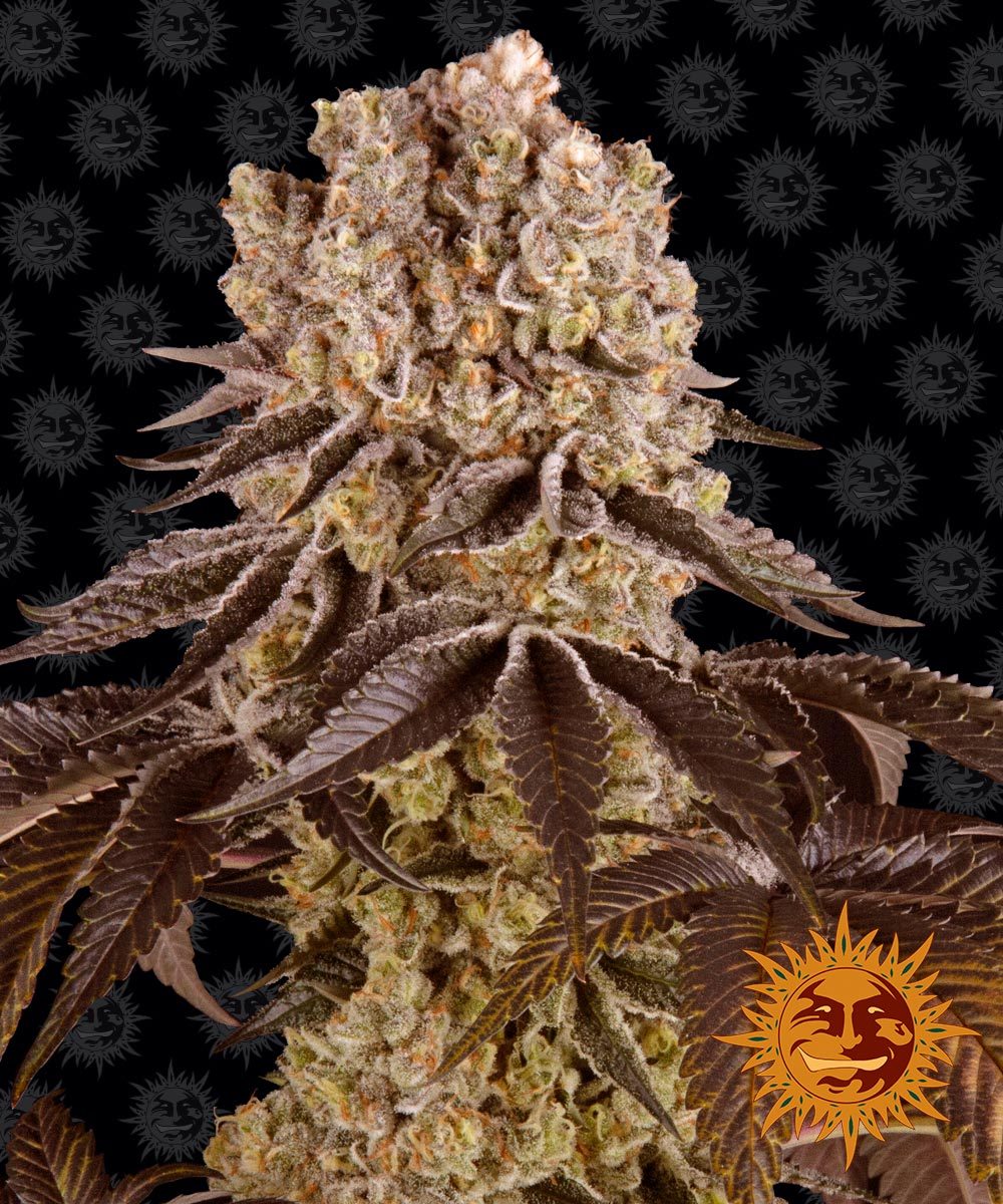Purple Punch Feminisiert Barney's Farm