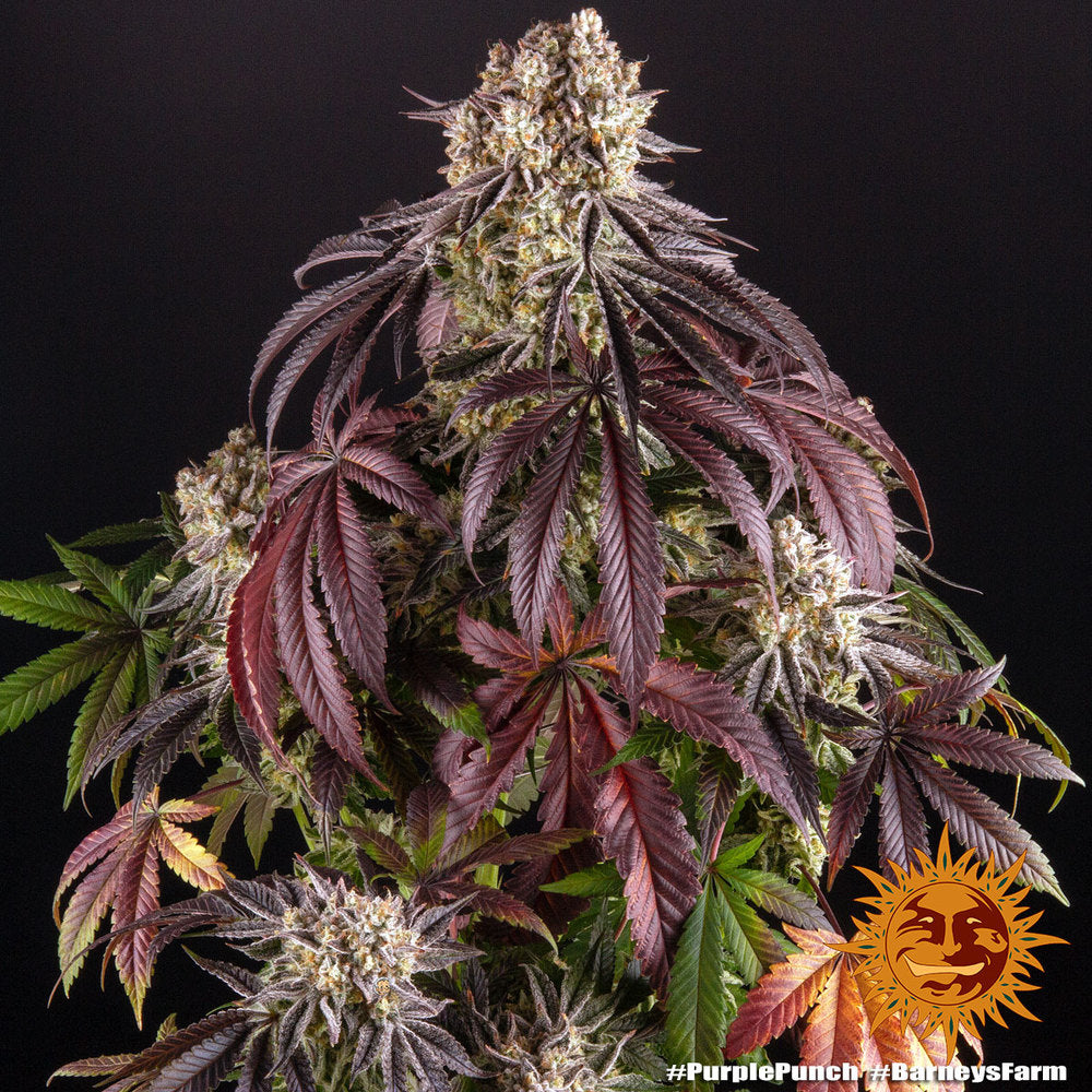 Purple Punch Feminisiert Barney's Farm