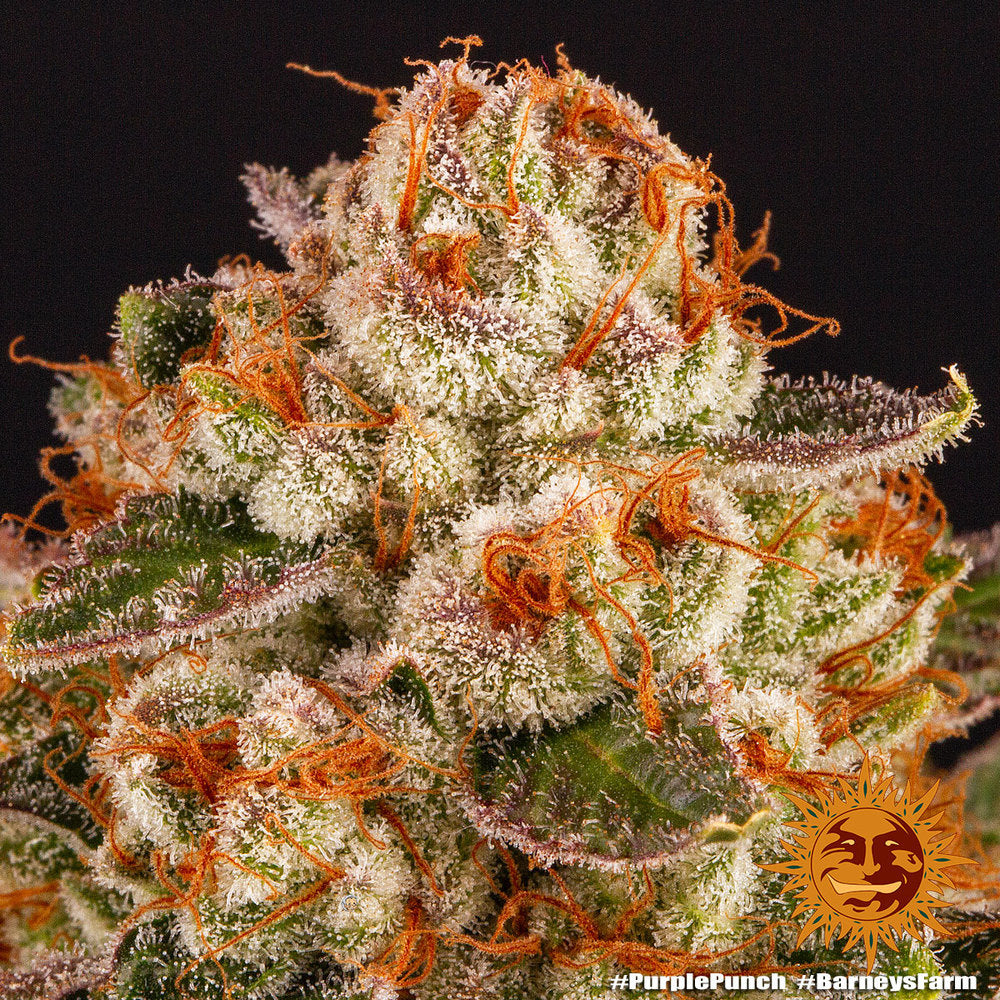Purple Punch Feminisiert Barney's Farm