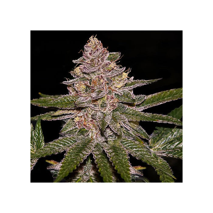 Radical Juice Feminisiert Ripper Seeds