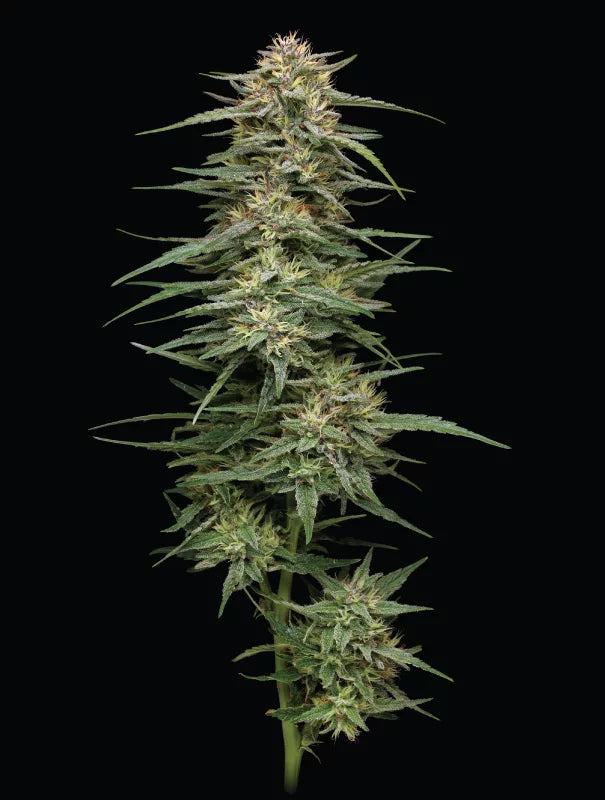 Raspberry Parfait Feminisiert Humboldt Seed Company