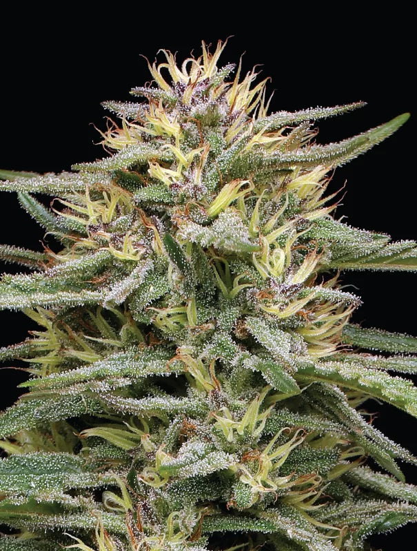 Raspberry Parfait Feminisiert Humboldt Seed Company