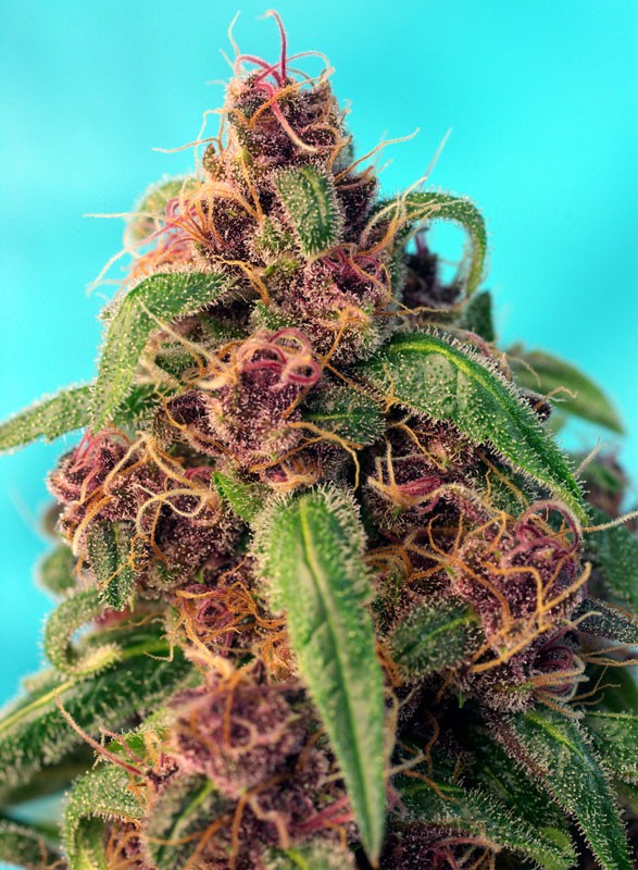 Red Mandarine F1 Fast Version® Feminisiert Sweet Seeds