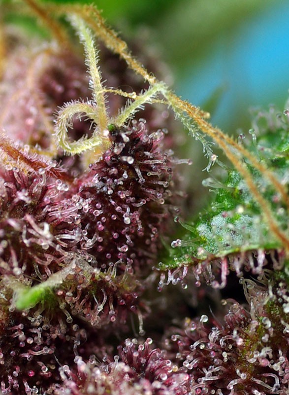 Red Mandarine F1 Fast Version® Feminisiert Sweet Seeds