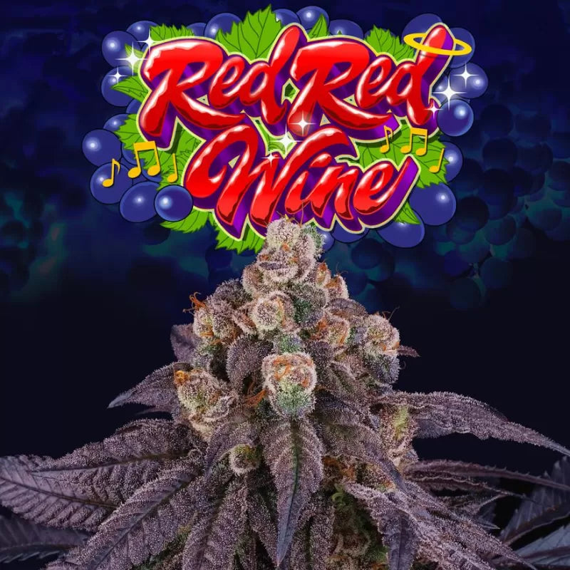 Red Red Wine Feminisiert Perfect Tree Seeds